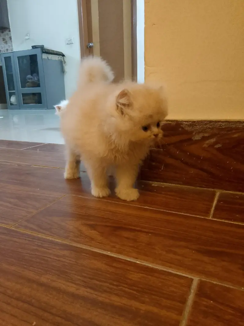 pure Turkish angora cats 4 kittens available — photo 12