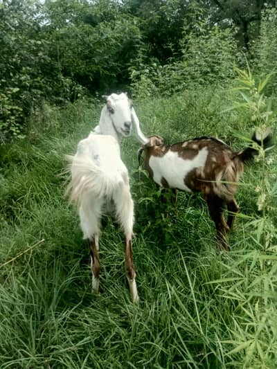 Gaban Bakri (Confirmed 2.5 Maah) Sath Bachi For Sale