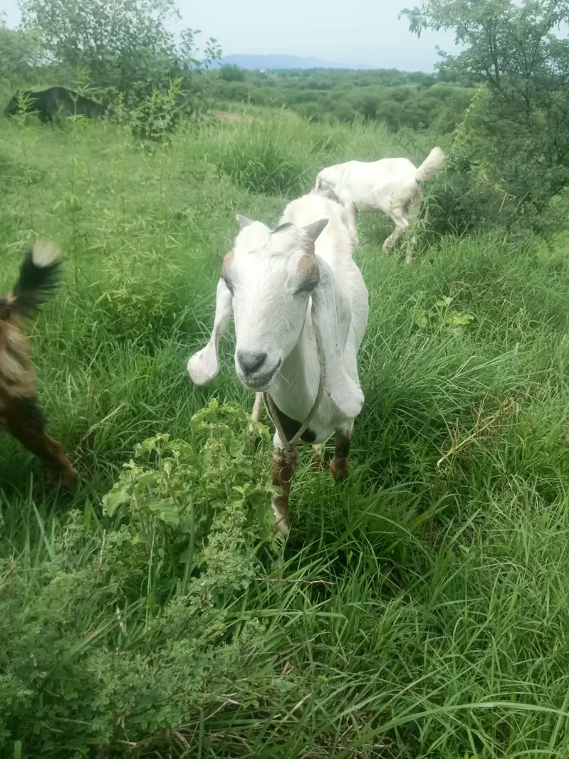 Gaban Bakri (Confirmed 2.5 Maah) Sath Bachi For Sale — photo 2