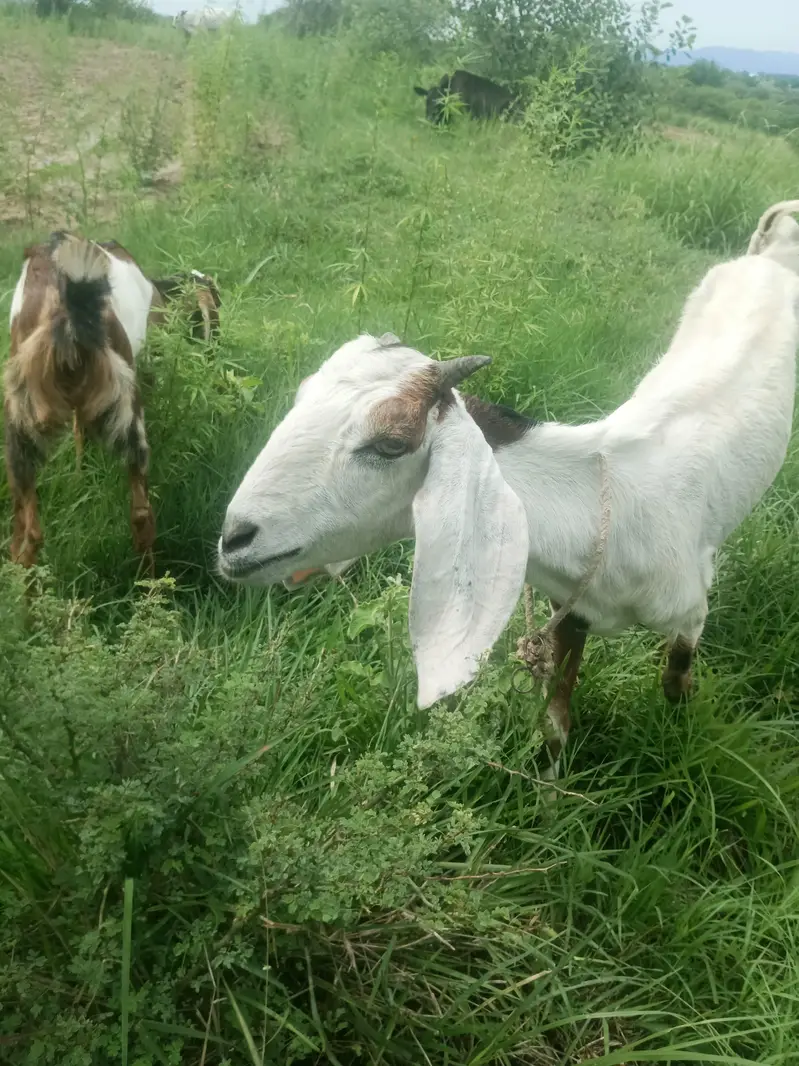 Gaban Bakri (Confirmed 2.5 Maah) Sath Bachi For Sale — photo 3