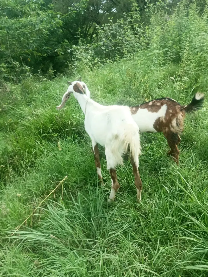 Gaban Bakri (Confirmed 2.5 Maah) Sath Bachi For Sale — photo 4