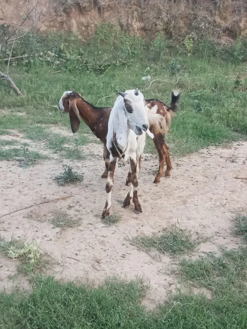 Gaban Bakri (Confirmed 2.5 Maah) Sath Bachi For Sale — photo 6