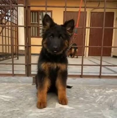 german shepherd puppies available for sale. 03073909212