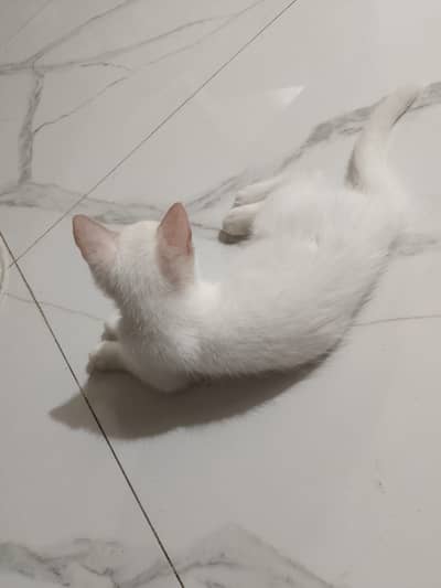 Beautiful White Cat with Stunning Blue Eyes 