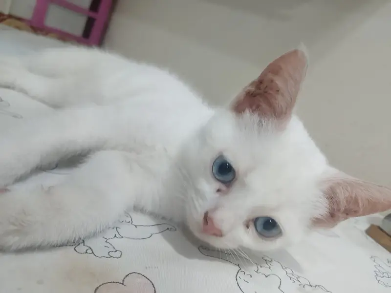 Beautiful White Cat with Stunning Blue Eyes  — photo 2