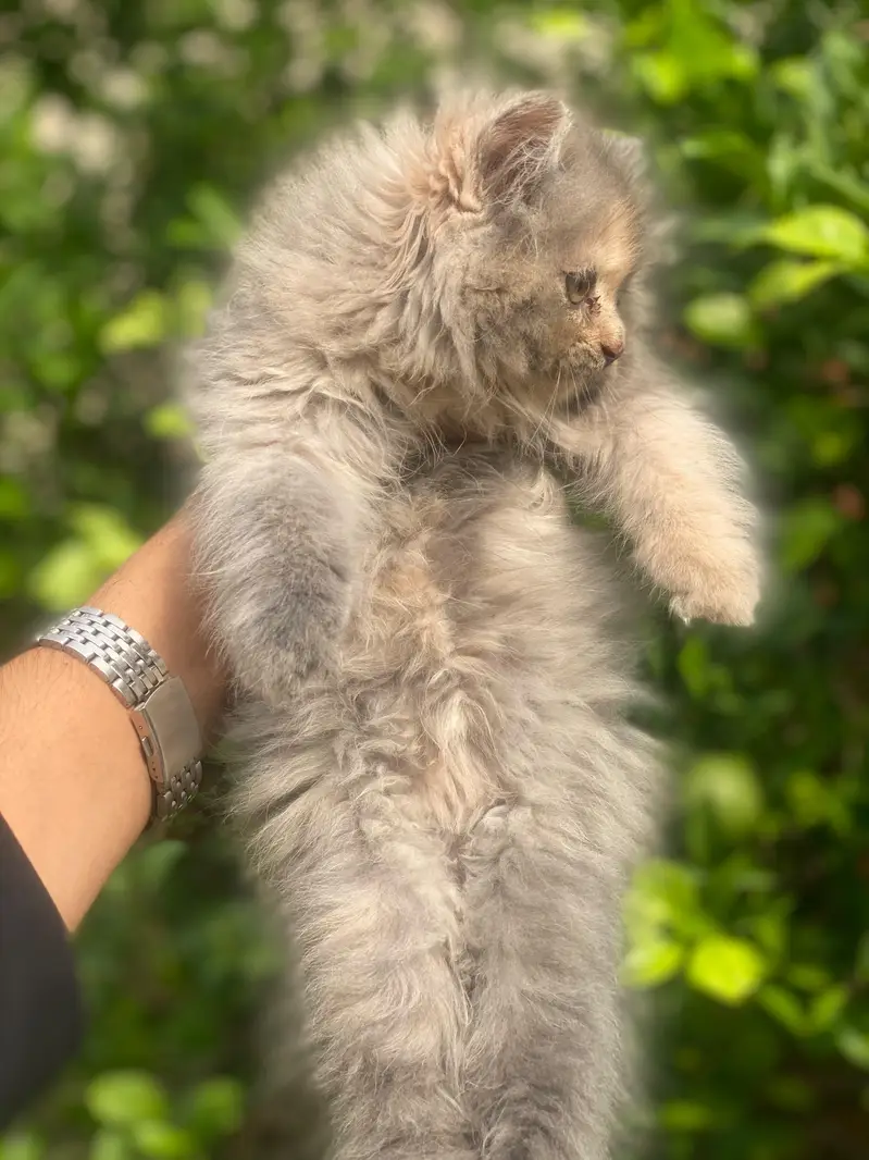 HIGH QUALITY FEMALE KITTEN 0317/730/8350 — photo 2