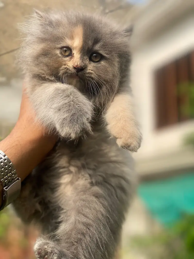HIGH QUALITY FEMALE KITTEN 0317/730/8350 — photo 3