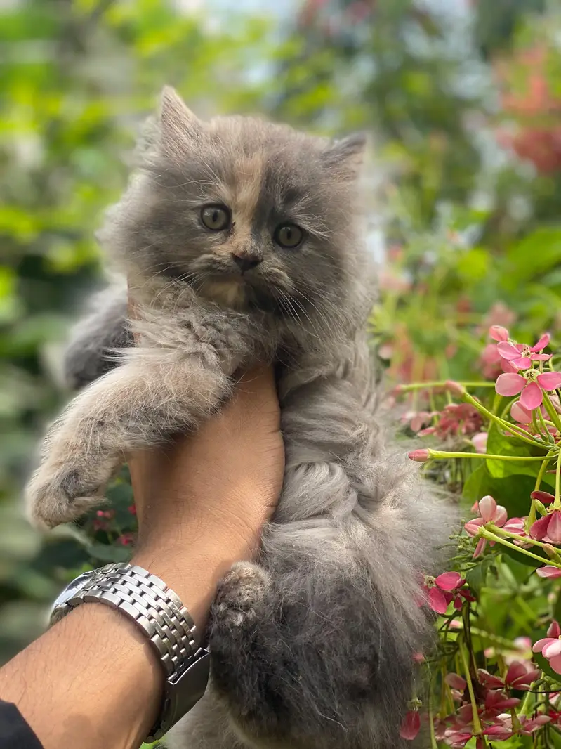 HIGH QUALITY FEMALE KITTEN 0317/730/8350 — photo 4