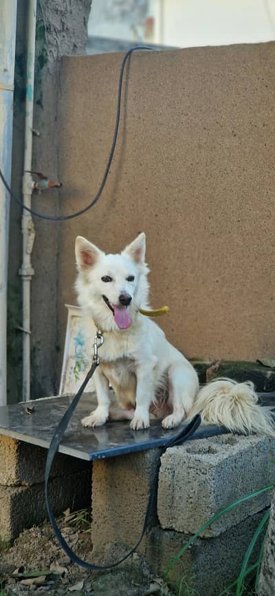 Russian dog Male name ice