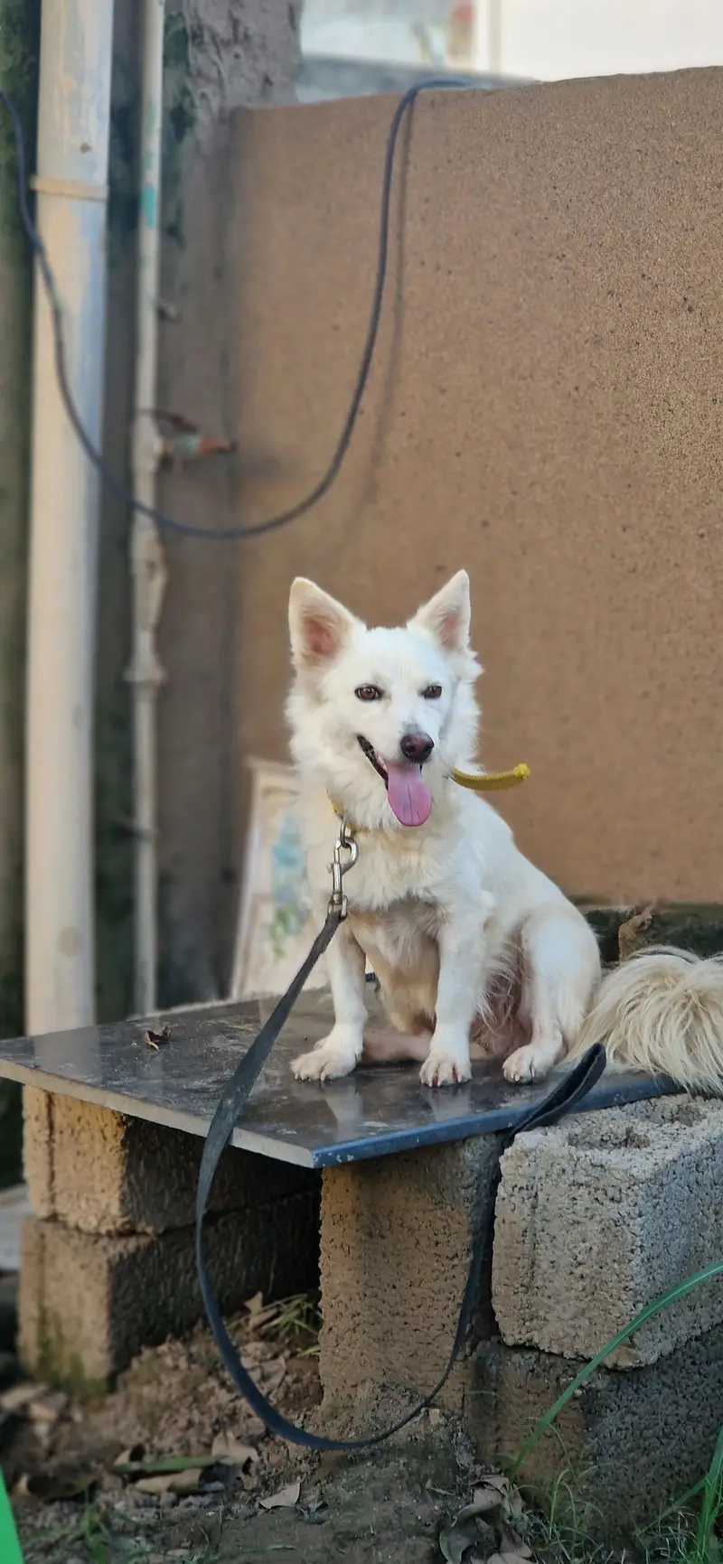 Russian dog Male name ice — photo 2