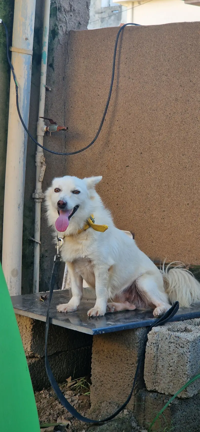 Russian dog Male name ice — photo 3