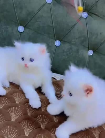 (Persian female kitten) (for sale all) (Pakistan delivery available)
