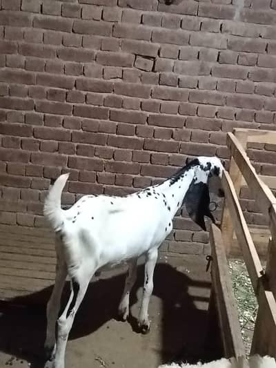 دو دانت بکرا حقیقے کے لیے خوبصورت جانور ہے گی
