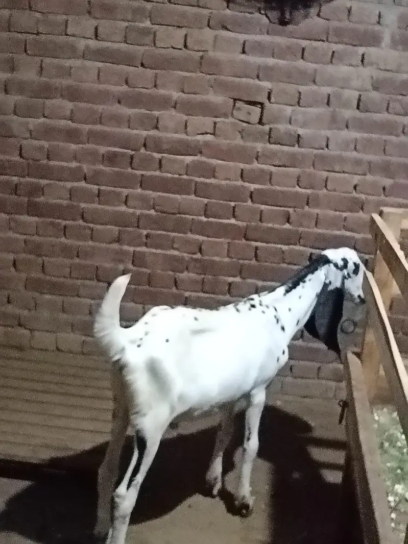 دو دانت بکرا حقیقے کے لیے خوبصورت جانور ہے گی — photo 2