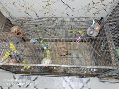 budgies with cage
