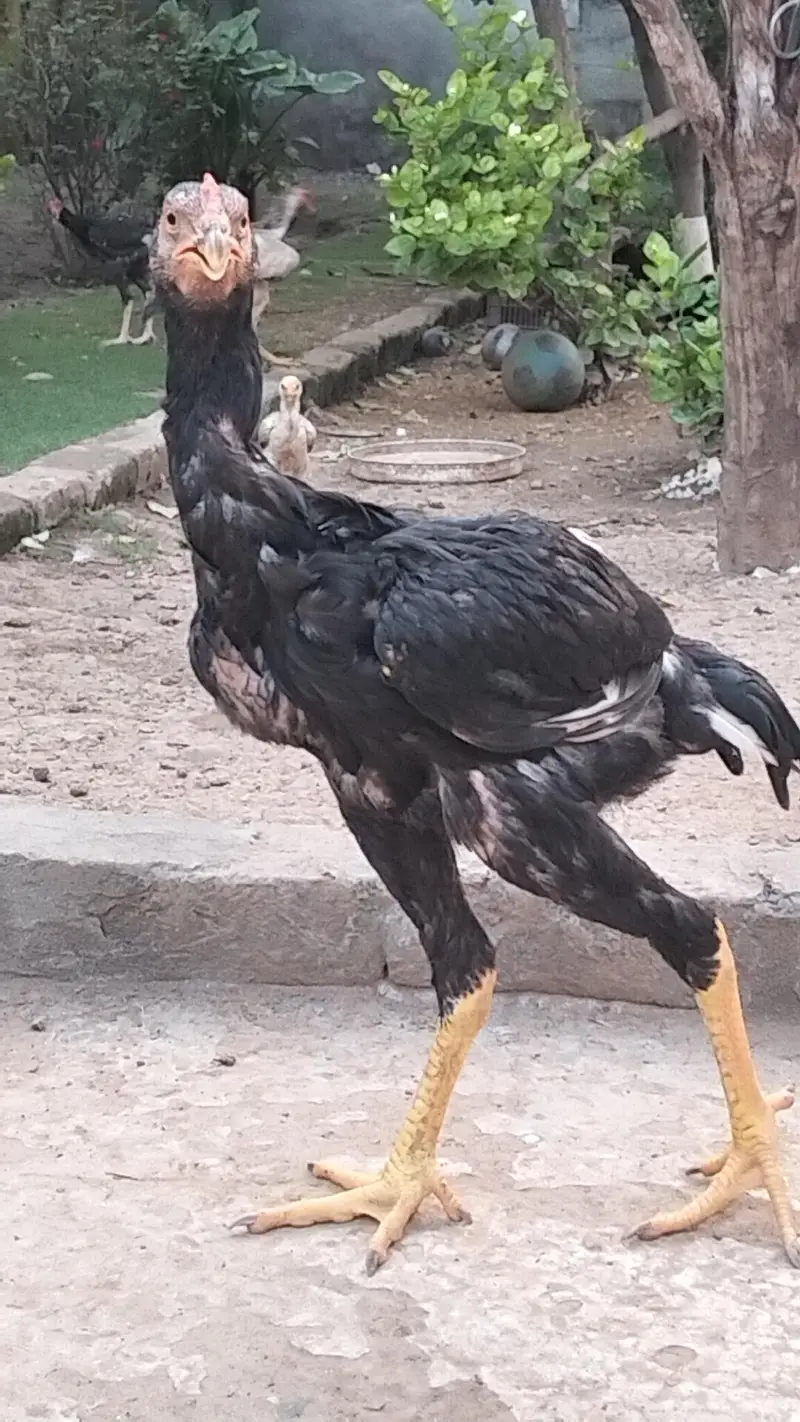 ASEEL Pathy — photo 3