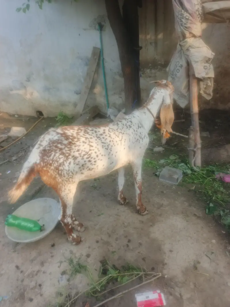 makecheni nasal de aw age 4 saal — photo 2
