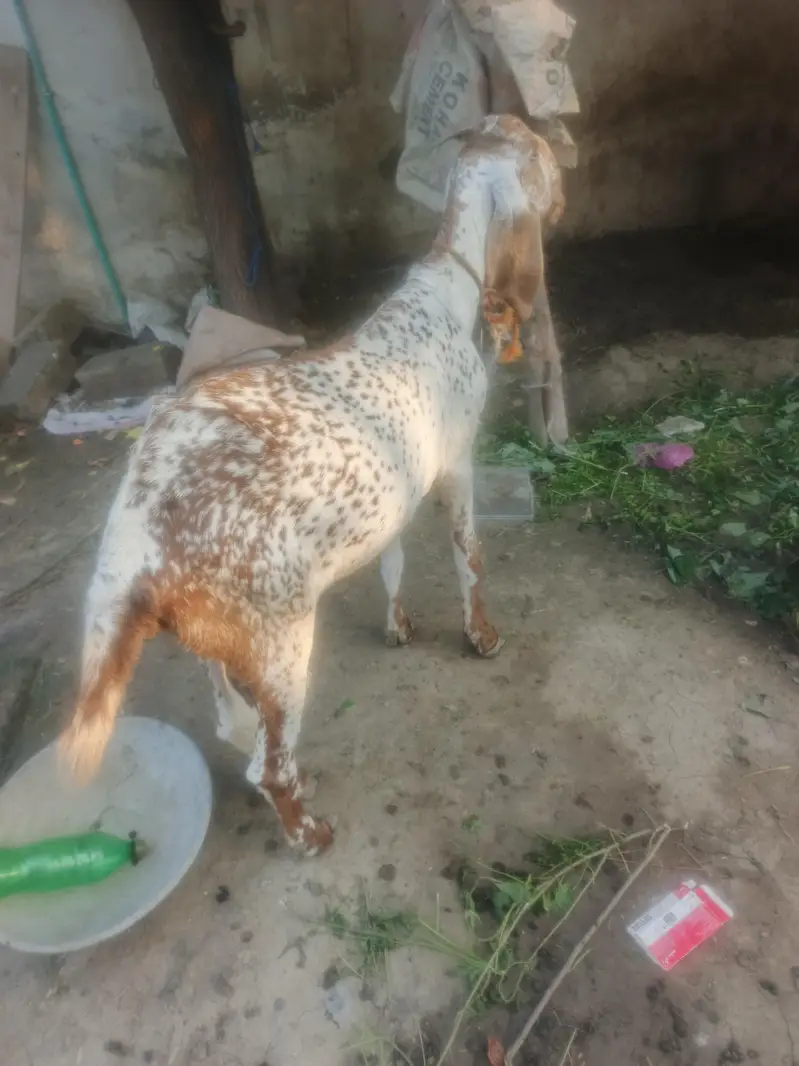 makecheni nasal de aw age 4 saal — photo 3