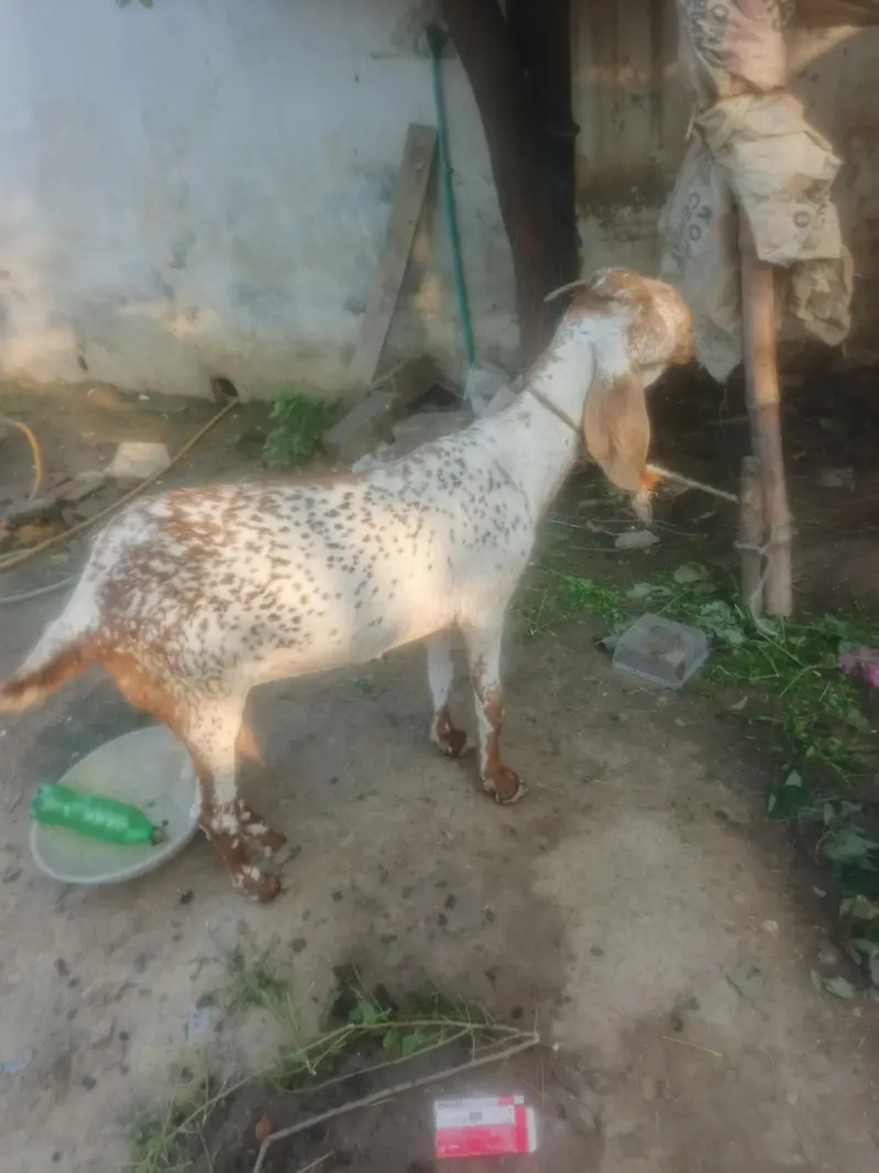 makecheni nasal de aw age 4 saal — photo 4