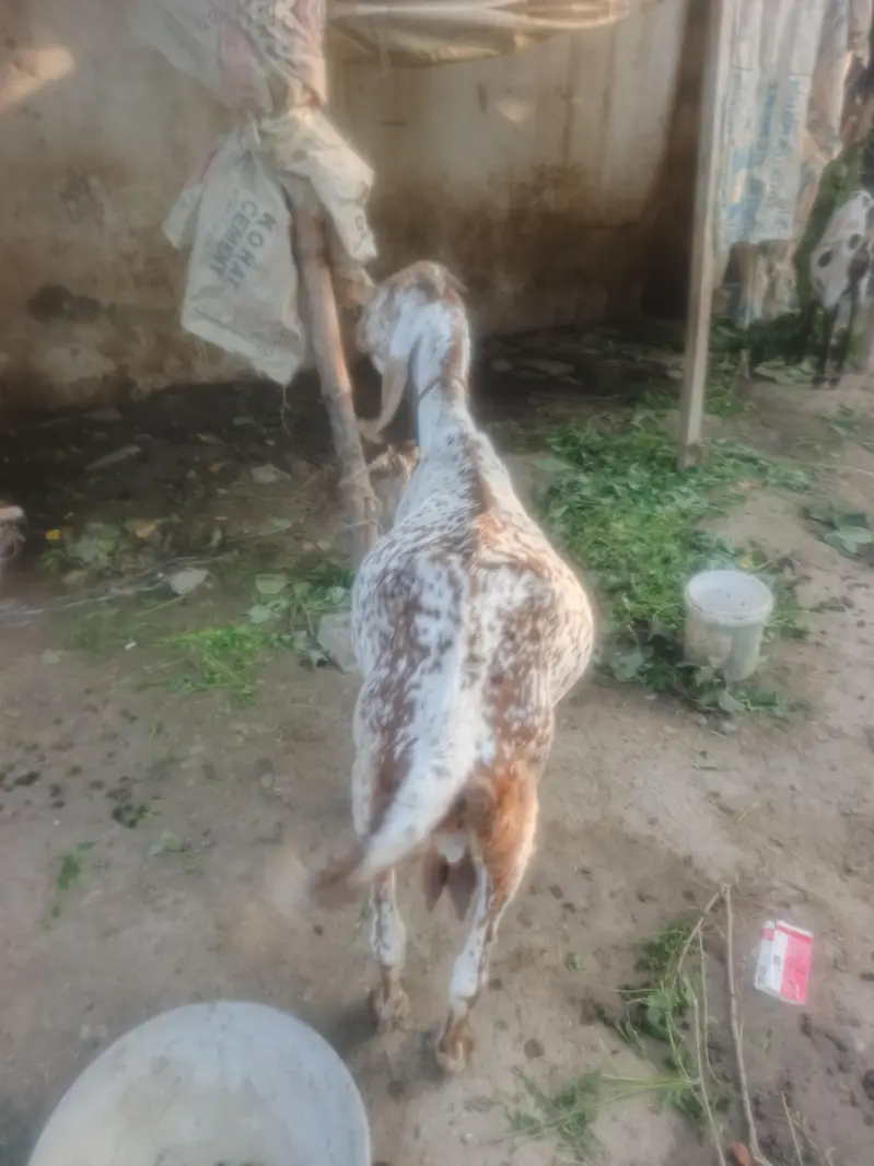 makecheni nasal de aw age 4 saal — photo 5