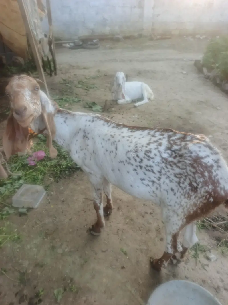 makecheni nasal de aw age 4 saal — photo 6