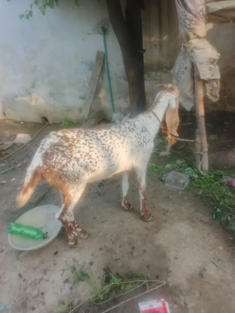 makecheni nasal de aw age 4 saal — photo 7