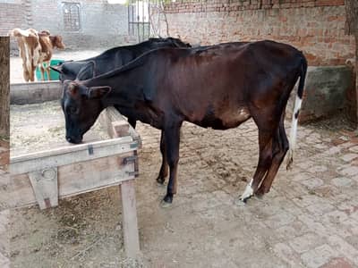 Heafers for sale