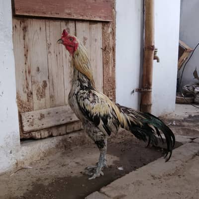 Thai murga for sale chez ki jis ko pachan ho ve he rabtha karo