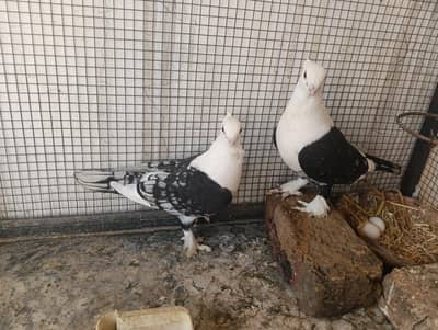 Sentient Black Cherry and Other Pegions For Sale
