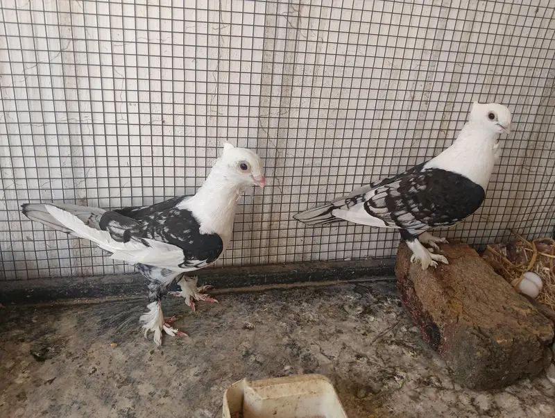 Sentient Black Cherry and Other Pegions For Sale — photo 3