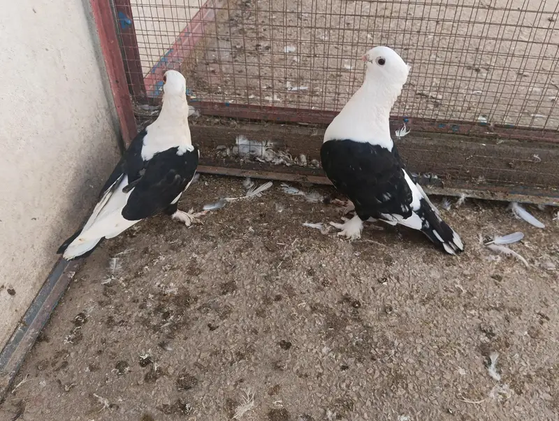Sentient Black Cherry and Other Pegions For Sale — photo 4