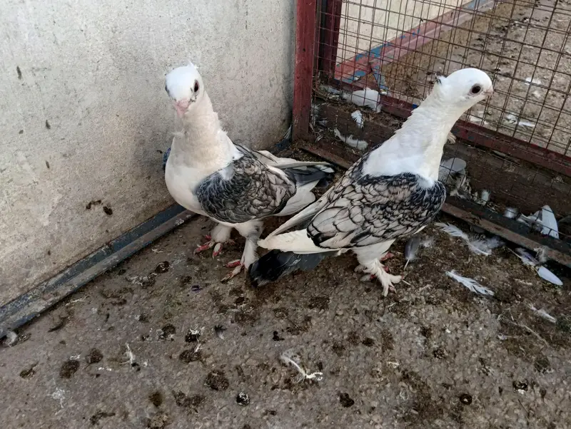 Sentient Black Cherry and Other Pegions For Sale — photo 7