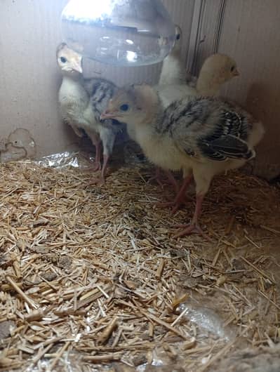 Turkey Chicks available for sale