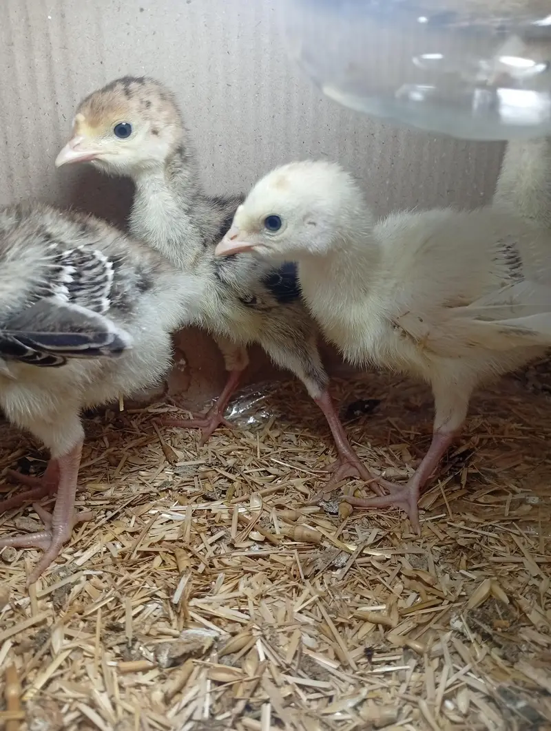 Turkey Chicks available for sale — photo 2