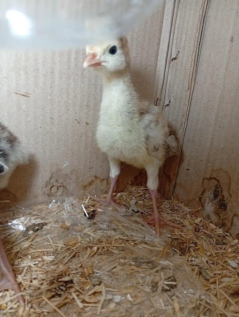 Turkey Chicks available for sale — photo 3