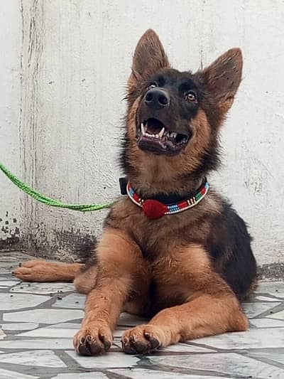 Bhagyari Alsatian male dog for sale