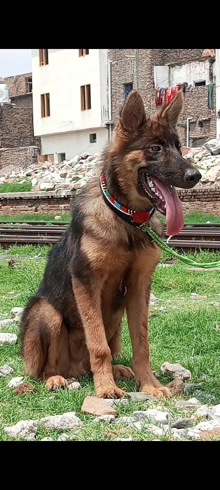 Bhagyari Alsatian male dog for sale — photo 2