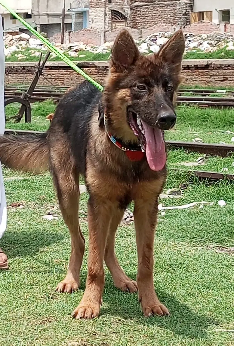 Bhagyari Alsatian male dog for sale — photo 3