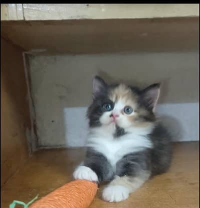 Persian kitten /punch face /triple coat /female male  cat
