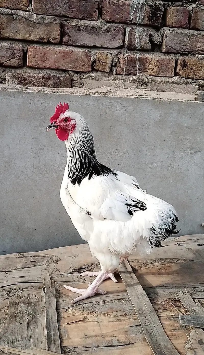 Pure Light Sussex Male || A++ Heritage Bloodline — photo 2