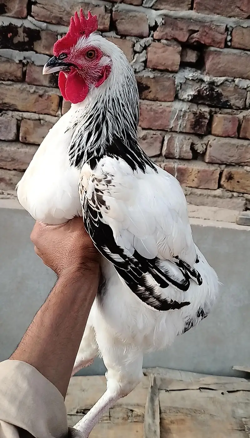Pure Light Sussex Male || A++ Heritage Bloodline — photo 3