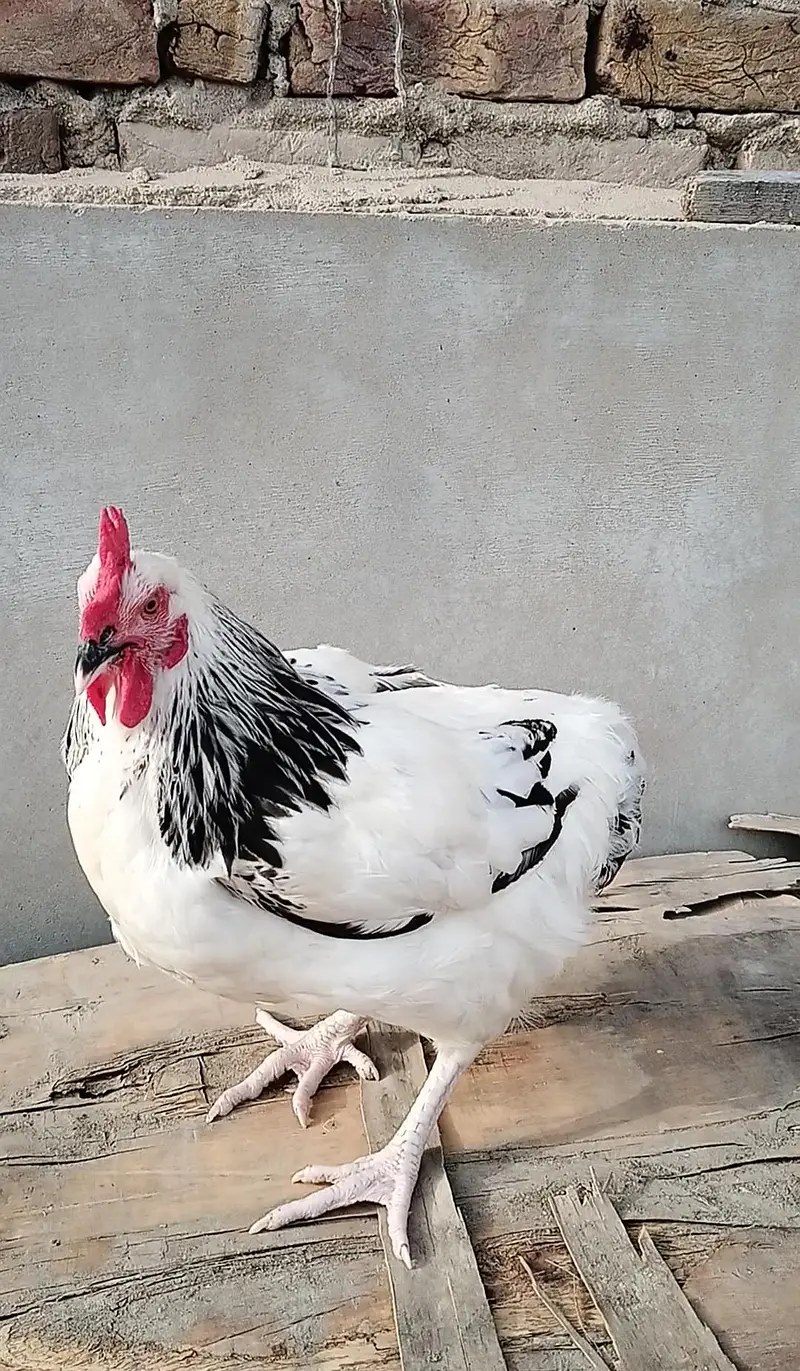 Pure Light Sussex Male || A++ Heritage Bloodline — photo 4