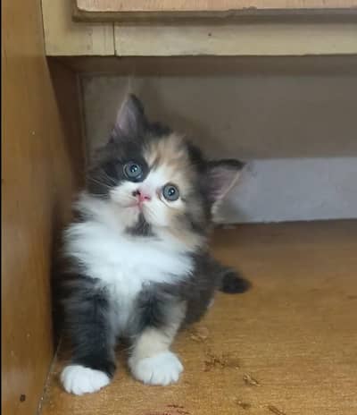 Persian kitten /punch face /triple coat /female male  cat