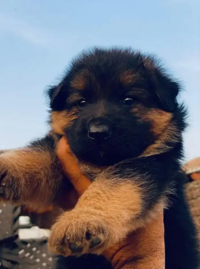GERMAN SHEPHERD PUPPY LONG COAT — photo 2