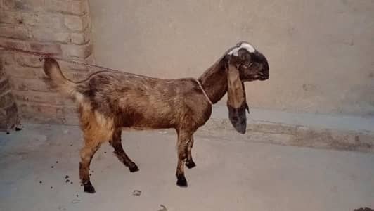 beetal goat h