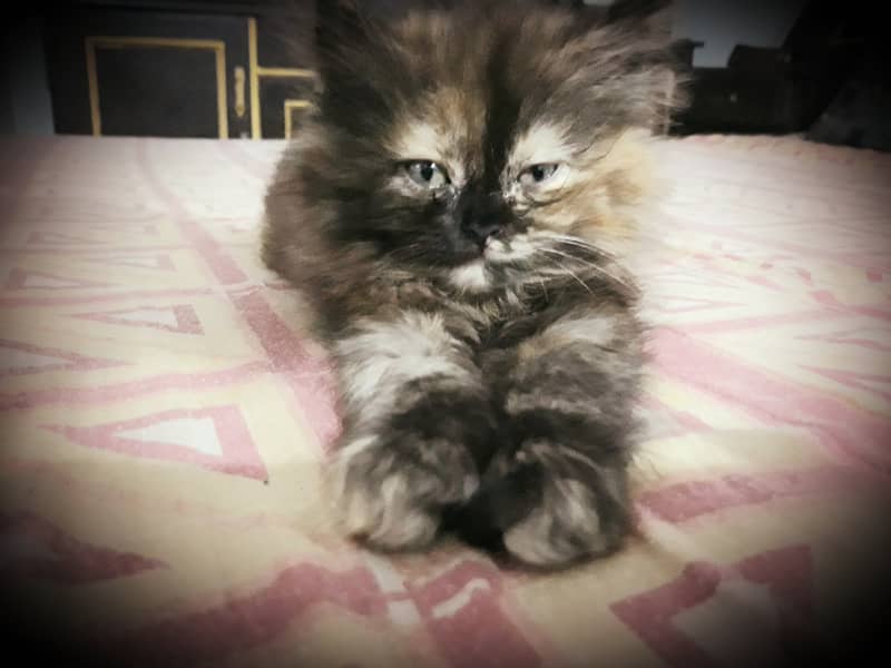 sail cat 1