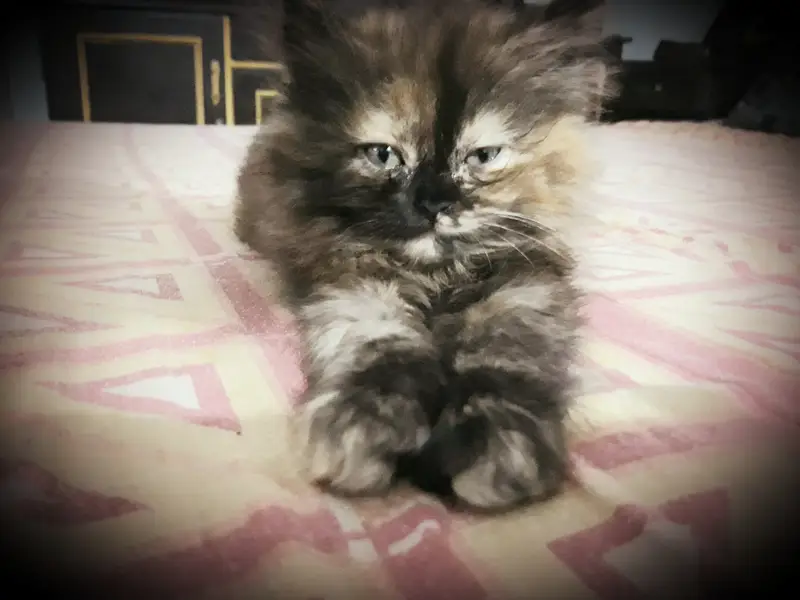 sail cat — photo 2