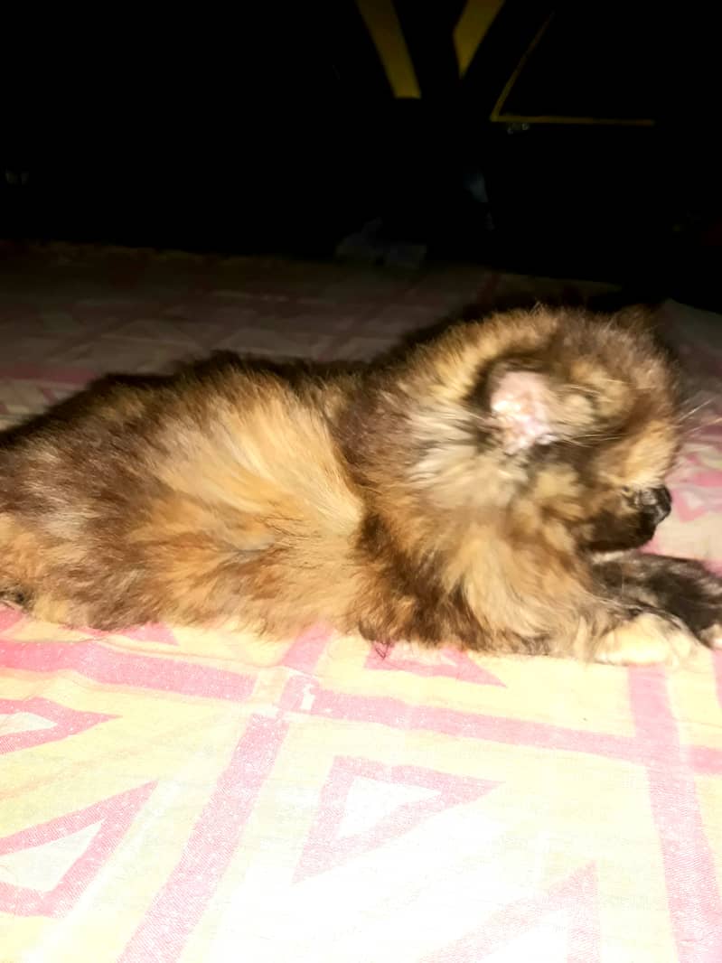 sail cat 2