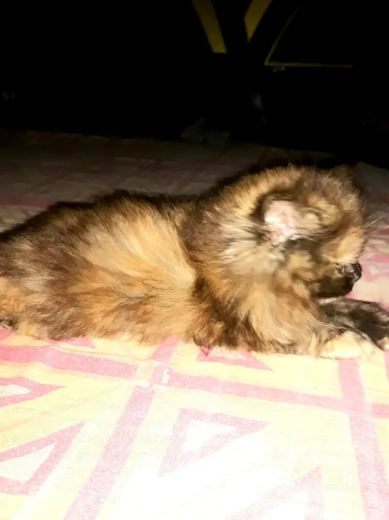 sail cat — photo 3