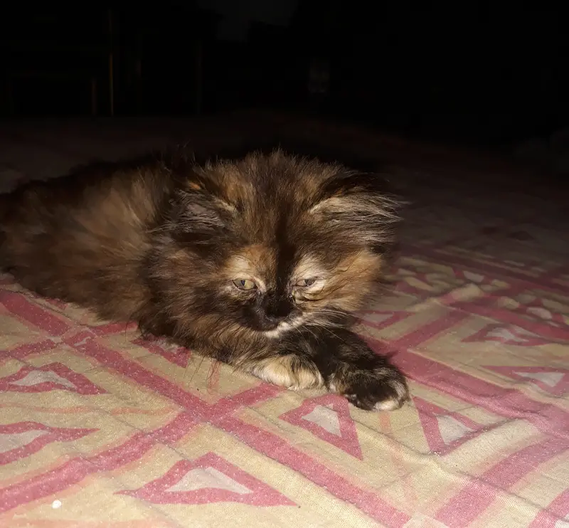 sail cat — photo 4